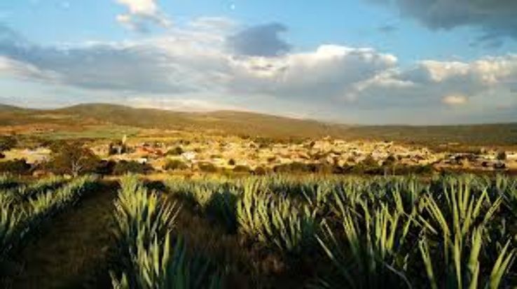 Tequila Trip Packages